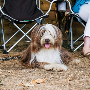 Oka Bearded Collies APMc AM22972