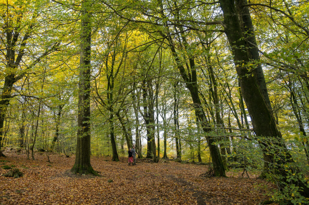 Wedding Photography UK Wide Autumnal Pre Wedding Shoot with Andrew Miller Photography 4 Wedding Photography UK Wide 034 AMPC Autumnal Pre Wedding Shoot Bristol Wedding Photographer034 AMPC Bristol Wedding Photographer AM87786 col col