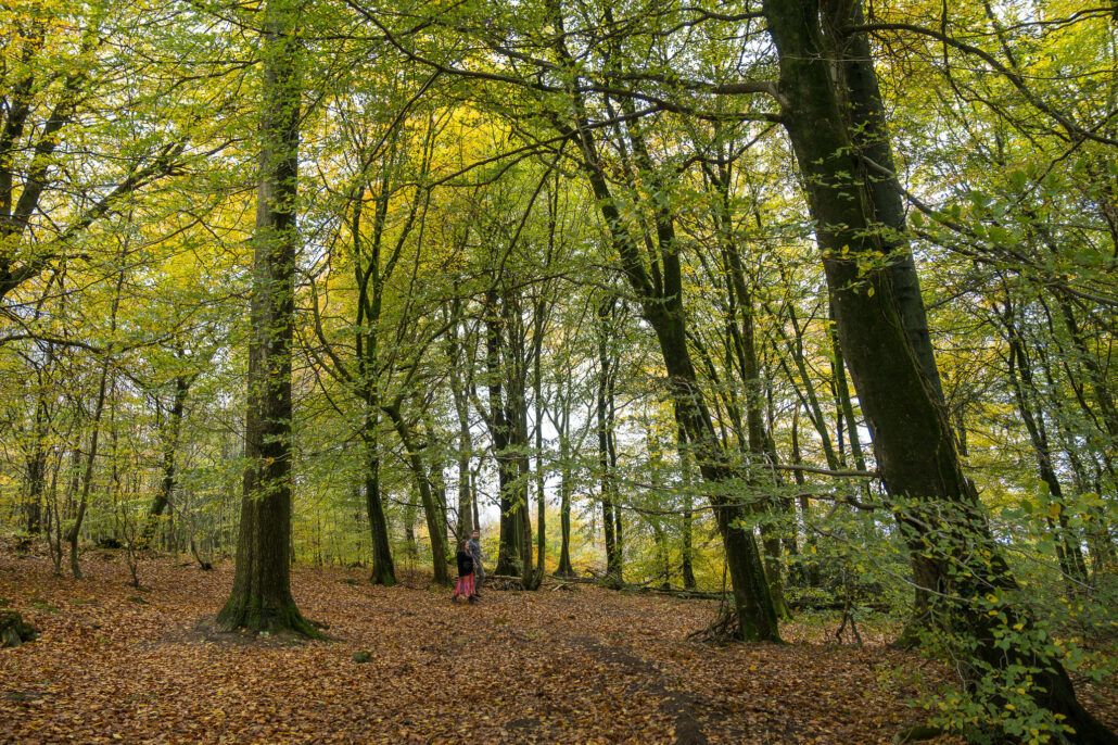 Wedding Photography UK Wide Autumnal Pre Wedding Shoot with Andrew Miller Photography 6 Wedding Photography UK Wide 035 AMPC Autumnal Pre Wedding Shoot Bristol Wedding Photographer035 AMPC Bristol Wedding Photographer AM87791 col col