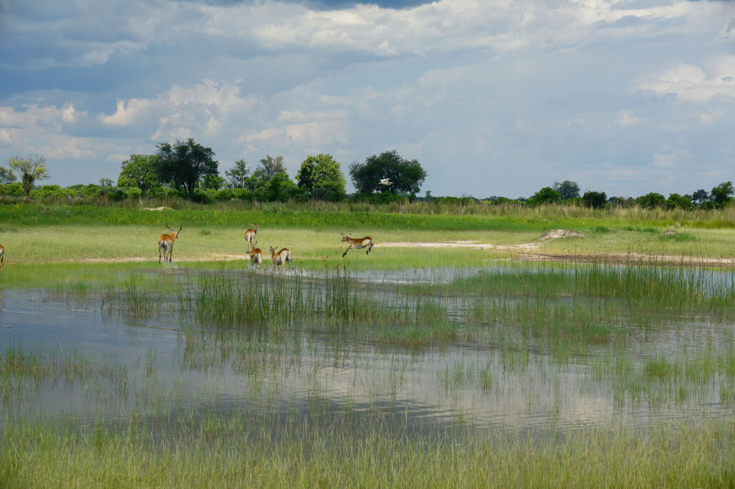 Wedding Photography UK Wide Adventure Safari Botswana Bushways 95 Wedding Photography UK Wide 452 Adventure Safari Botswana Bushways