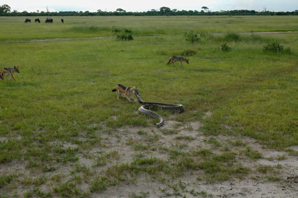 Wedding Photography UK Wide Adventure Safari Botswana Bushways 203 Wedding Photography UK Wide 572 Adventure Safari Botswana Bushways